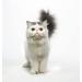 Eye Envy Tear Stain Remover Solution for Cats | 100% Natural with Colloidal Silver | Recommended by Breeders, Vets, and Groomers | For Persians and Exotics | 4oz - Buy Online on GoSupps.com