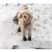 YAODHAOD Anti-Slip Dog Shoes 4PCS - Reflective Straps Winter Booties for Small & Medium Pets, Paw Protector for Snow, Size 4 (1.76 x 1.37) - Black - Buy Online on GoSupps.com