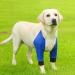 Dog Front Elbow Support Dog Hip Joint Brace 1 Pair Wear-Resistant Pet Protective Knee Pad for Dog Hip Joint Stain-Resistant Breathable Blue XL - Buy Online on GoSupps.com