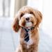 BIPY 30pcs Dog Neckties Collar Bow Tie Set for Small Medium Large Cats - Paw Printed Neck Ties for Parties, Birthdays, and Weddings - Buy Online on GoSupps.com