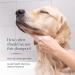 Veterinary Formula Clinical Care Antiparasitic & Antiseborrheic Medicated Dog Shampoo 16 oz Paraben Dye Soap Free Hydrating and Antifungal Shampoo for Dogs White 16 Ounce Medicated Shampoo - Buy Online on GoSupps.com