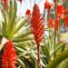 Aloe ARBORESCENS Miller with Agave 100% Vegan 100% Fresh 100% BIO Recipe bio by Father Romano Zago - Buy Online on GoSupps.com