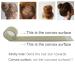 Donut Hair Bun Maker - 3 PCs French Twist Hair Accessories & DIY Hair Styling Tools for Women - Perfect for Elegant Buns (Champagne) - Buy Online on GoSupps.com