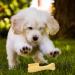 Skuda Kielzeugkamm: Interactive Dog Toy for Puppies - Tough Natural Chew Teeth Cleaning & Boredom Buster for Medium & Large Breeds (Yellow) - Buy Online on GoSupps.com