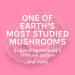 Fungi Perfecti Turkey Tail - 60 Vegetarian Capsules for Immune Support - Buy Online on GoSupps.com