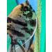 Green Acrylic Angelfish & Discus Breeding Slate - Amazon Sword Leaf Design for Spawning Surface - Fish Room Tested - Made in USA - Buy Online on GoSupps.com