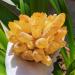CIMWJOPS Natural Citrine Yellow Phantom Quartz Crystal Cluster Beautiful Crystal Crystal Cluster 500-100g - Buy Online on GoSupps.com