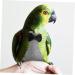 Mipcase Stylish Parrot Clothes 5pcs Flying Bird Diapers Seat Belt Cotton Fashion Conure Flight Suit Diaper 17x9cmx5pcs Greyx5pcs - Buy Online on GoSupps.com
