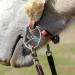 Premium Myler Curb Strap Hooks for Secure Bridle Attachment - Buy Online on GoSupps.com