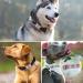 Tagme 2 Pack Personalized Pink Dog ID Tags for Small & Medium Breeds - Custom Engraving Available - Buy Online on GoSupps.com