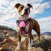 Joytale Pink Neoprene Dog Collar for Medium Dogs - Softly Padded Reflective & Durable | 1 Pack - Buy Online on GoSupps.com