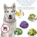 DEWEL Tick Collar for Dogs - Adjustable 63.5cm Waterproof Flea & Tick Protection - Buy Online on GoSupps.com