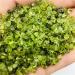 100g Natural Peridot Quartz Crystal Stone Rock Chips Lucky Natural Stones Minerals Health Decoration Furnishing Beautiful Ornaments Chakra Reiki Balancing - Buy Online on GoSupps.com