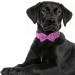 Asvin XL Rose Red Velvety Dog Collar | Soft & Comfortable Removable Dog Flying | Multi-Color for Weddings Birthdays & Parties - Buy Online on GoSupps.com