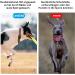 IPX8 Waterproof Airtag Dog Collar Holder - Universal Bracket for Airtag Dog & Cat Neck Bands (2 Pack - Black) - Buy Online on GoSupps.com