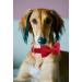 Buy Dogwong Red Dog Collar with Removable Fly - Adjustable & Comfortable for Small to Medium Dogs | Perfect Gift for Girls - Buy Online on GoSupps.com