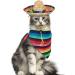 Mexican Dog Costume Accessories Cinco De Mayo Fiesta Party Decorations Pet Serape Outfit for Dogs and Cats Sombrero Hats Hat and Colorful Stripe Bandana Pet Triangle Bib Scarf - Buy Online on GoSupps.com
