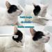 Emmeliestella Cat Head Brush - Silicone Bristles for Gentle Cleaning of Cat Acne & Eye Discharge - Set of 2 - Buy Online on GoSupps.com