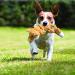 Kong Scrunch Knots Fox Toy for Small/Medium Dogs - Minimal Filling & Knotted Ropes - Orange White Black - 1 Pack - Buy Online on GoSupps.com