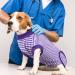 Shop Hjumarayan Dog Body After Op - Breathable Post-Castration Suit for Male Dogs & Bitches | Adjustable Velcro | Purple Striped XS - Buy Online on GoSupps.com