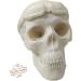 Handmade Organic Skull Biker Soap | All-Natural Halloween Decoration | Chemical-Free Craft with Essential Oils - Buy Online on GoSupps.com