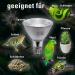 Buy SOLAR RAPTOR UV Halogen Spot 75W - Reptile Heat Lamp & Daylight Spectrum Terrarium Light - Buy Online on GoSupps.com