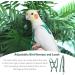 Felenny Adjustable Bird Dishes & Leash - Essential Outdoor Accessories for Scarlet Red Ara Sun Conure & Nymphensittich - Anti-Bite Large Size - Buy Online on GoSupps.com