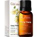 Gya Labs Ylang-Ylang Essential Oil Organic for Diffuser - Natural Organic Ylang Ylang Essential Oil for Skin - Ylang Ylang Oil for Hair & Aromatherapy (10ml) Organic Ylang Ylang 10 ml (Pack of 1)