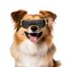 Namsan sunglasses for small dogs safety glasses for small dogs windproof UV protection waterproof dog glasses puppies with adjustable rubber band golds