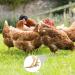 100 Bird Identification Rings - Pigeon Footrings Parrot Leg Bands & Poultry Marking Tape - 8mm Clamping Rings for Chickens Quail & More - Buy Online on GoSupps.com