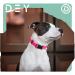 Dey Premium Adjustable Dog Collar - Nylon Neck Bands for Small & Large Dogs Cats & Puppies - Multiple Colors & Sizes Available - Red XS - Buy Online on GoSupps.com