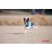 Puppia Dog Harness for Small & Medium Dogs - Super Soft Multi-Color Options Also Functions as Puppy Dish - Atani Train Harness XL Orange - Buy Online on GoSupps.com