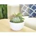 Costa Farms Succulent Garden Live Plant in 8-Inch Ceramic Decor Planter - Buy Online on GoSupps.com