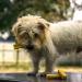 Yakers Dog Chew Medium 130 g (Pack of 2) Milk 130 g (Pack of 1) - Buy Online on GoSupps.com