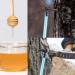 SHCHME Maple Syrup Tapping Kit 6PCS Maple Syrup Taps and Tube Maple Syrup Supplies for Home Maple Syrup Making - Buy Online on GoSupps.com