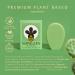 Nopalera Planta Futura Cactus Soap - Lemongrass & Prickly Pear Artisan Bar Soap - Vegan, Cruelty-Free, Natural Fragrance - 4 oz (Pack of 1) - Buy Online on GoSupps.com