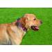 Mihqy Adjustable Soft Dog Collar - Bohemian Floral Design for All Sizes | Pink Rose (L) 38-63 cm | Comfortable & Stylish Pet Accessory - Buy Online on GoSupps.com