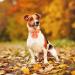 Autumn Dog Collar - Adjustable Yellow Cotton Hall Band with Sailor Flying Design for Small & Medium Dogs - Pack of 1 - Buy Online on GoSupps.com