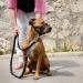 ILEPARK Adjustable Nylon Dog Muzzle - Stop Biting Barking & Chewing | XXL Green | International Shipping - Buy Online on GoSupps.com