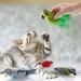 Dorakitten Interactive Cat Toys Set - 4 Cute Plush Bird Form Toys with Sounds & Springs - Perfect for Cats - International Shipping Available! - Buy Online on GoSupps.com