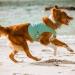 Hurtta Aquamarine Cooling Vest for Dogs 65-75cm - Buy Online on GoSupps.com