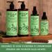 Rosemary & Mint Shampoo 480ml - Nourishing Herbal Cleanser for Healthy Hair | International Shipping - Buy Online on GoSupps.com