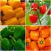 Capsicum Vegetable Kit 4 Packets Green Red Orange Yellow