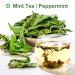 100% Organic Peppermint Tea - Health Benefits & Traditional Flavor - 30g | Global Shipping - Buy Online on GoSupps.com