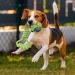 Dog Rope Toys for Medium Dogs - 7 Pack Durable Rope Chewy Toys for Dog Teething Cleaning Dog Training Prevents Boredom and Relieves Stress - Buy Online on GoSupps.com