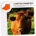 Beavorty 2pcs Cattle and Sheep Lick Brick Box Sheep Salt Holder Mineral Salt Block Holder Horse Salt Block Holder Salt Block Holder for Horses Sheep Feeder Suet Pp Animal Red - Buy Online on GoSupps.com