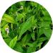 AOZA Sree Madhava Sai Organics Powder Nilavembu/Kalmegh/Siriyanangai/Andrographis paniculata - 100 Grams - Buy Online on GoSupps.com