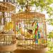 6 PCS Small Bird Swing Toys - Natural Wood & Rope Bungee Bird Toy for Parrots, Parakeets, Cockatiel, Conure, & Other Small Birds - Buy Online on GoSupps.com