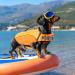 Alagirls Dog Costumes for Small & Medium Dogs | Ripstop Safety Wiskers & Rescue Handle | Orange XL (62-84cm) - Buy Online on GoSupps.com