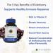 Rejuvenation Therapeutics Elderberry - Elderberry Capsules for Immune Support -Elderberry Cold Fighter - Buy Online on GoSupps.com